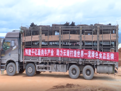 云南蒙自市百億鄉村振興現代肉牛產業園區建設項目