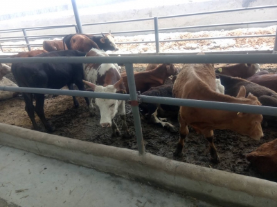 牛！云南肉牛產業鏈交易中心掛牌啟用！打造牛肉供應基地