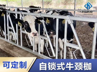 解放雙手的養牛：自鎖式牛頸夾震撼上線！