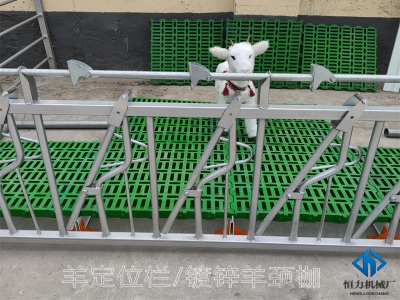 自鎖式羊頸夾如何為羊場省時省力