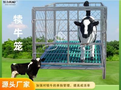 犢牛籠可以幫助預防哪些養牛中的問題