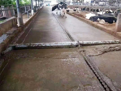 牛場清糞機維護保養要點